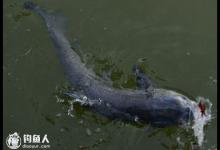 初秋钓青鱼的选时选位选饵及钓法