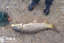 冬季钓鲤鱼的用饵技巧及添加剂使用