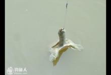 钓友分享秋季钓甲鱼的技巧