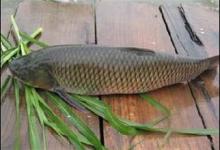 钓草鱼需要注意的三个技巧