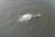 老钓手谈冬季钓鲫鱼如何打好窝