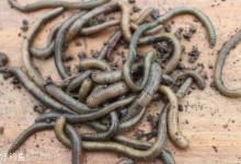 资深钓鱼人分享2款钓黄颡鱼的窝料