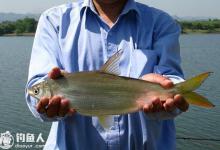 海竿爆炸钩钓黄尾鱼的技巧分析