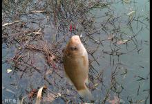 冬季鲫鱼选位技巧及钓法