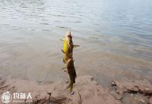 河流钓黄颡鱼的技巧分享