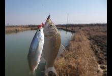 冬季野外钓鲫鱼的五个要点