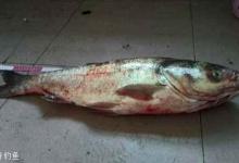 钓鲢鱼的6个漂相，应该看看几个漂相