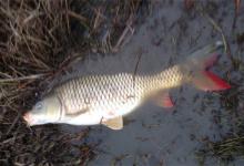 追星冬钓鲤鱼的技巧及钓具用饵搭配