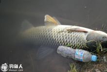 夏天钓草鱼的选位用饵技巧