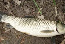 春季钓草鱼的经验总结