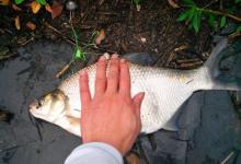 钓友分享手海竿秋钓鳊鱼的技巧