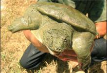 夏季是垂钓甲鱼的黄金季节