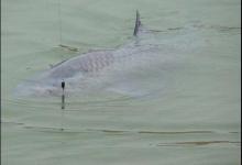 冬季钓青鱼的选位用饵及注意事项