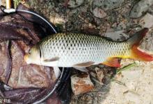夏季钓鲤鱼窝料和钓饵哪个最重要