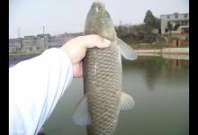 不同情况不同时段的钓草鱼技巧