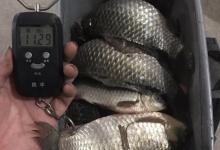 春季钓鲫鱼，雨天出钓11斤大板鲫鱼