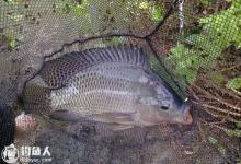 夏天钓罗非鱼的选时选位技巧及钓法要点