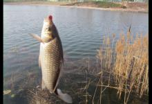 浅谈走钓鲫鱼的经验及钓具搭配技巧