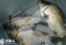 高手传授不同地域深秋如何钓鲫