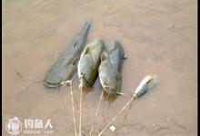 秋季钓鲶鱼的选时选饵选位技巧