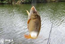 冬钓鲫鱼的选时选位技巧攻略