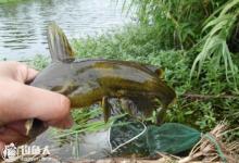 秋天钓黄颡鱼的选位选饵技巧及钓具配置