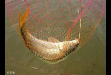 春季钓鲤鱼的四个要点