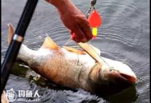 手竿爆炸钩浮钓鲢鳙的技巧分析