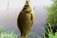 浅谈秋钓鲫鱼的半水钓法和跑铅钓法