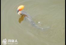 抛竿浮钓鲢鳙的线组搭配和浮漂选择