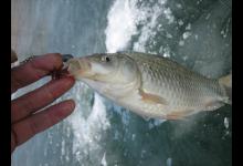 简谈冬季冰钓鲫鱼的钓法技巧