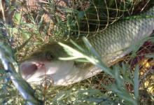 暮春南方大水域，详解如何垂钓大草鱼