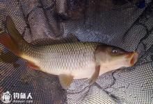 秋季中小型水域钓鲤鱼的技巧分享