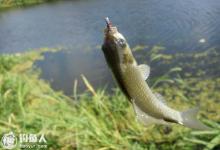 滑鱼的钓法要点及提竿技巧