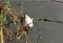 冬春季节钓鲫鱼的实用性操作要领