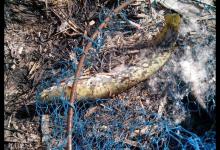 冬季溪流钓鲶鱼的技巧攻略