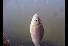 根据鱼性冬钓鲫鱼用这五招