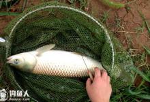 初秋早中晚钓草鱼的技巧分析