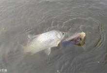 浅谈冬季垂钓鲫鱼的个人经验