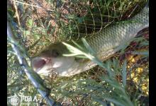 深秋野钓草鱼的钓位选择及打窝用饵技巧