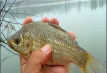 钓鲫高手分享两个珍藏的绝招