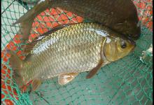 气压、刮风、下雨、水质四个因素钓鲫鱼的技巧