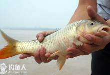野钓黄河鲤鱼的选位选饵技巧及钓法