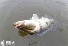 秋季垂钓鳜鱼的应对技巧分享