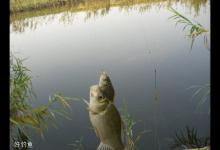 早春钓鲫鱼的七个技巧（上）