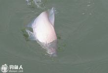 深秋钓鳊鱼的选时选位技巧