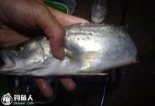 鲈鱼的手海竿钓具配置及选位选饵技巧