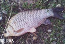 秋天钓鲫鱼的出钓时间和钓位选择技巧