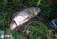 钓友分享秋钓鲢鳙的五个实用技巧