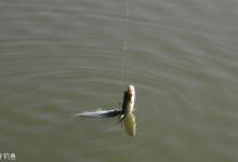 个人体会浅谈如何钓好小鲫鱼